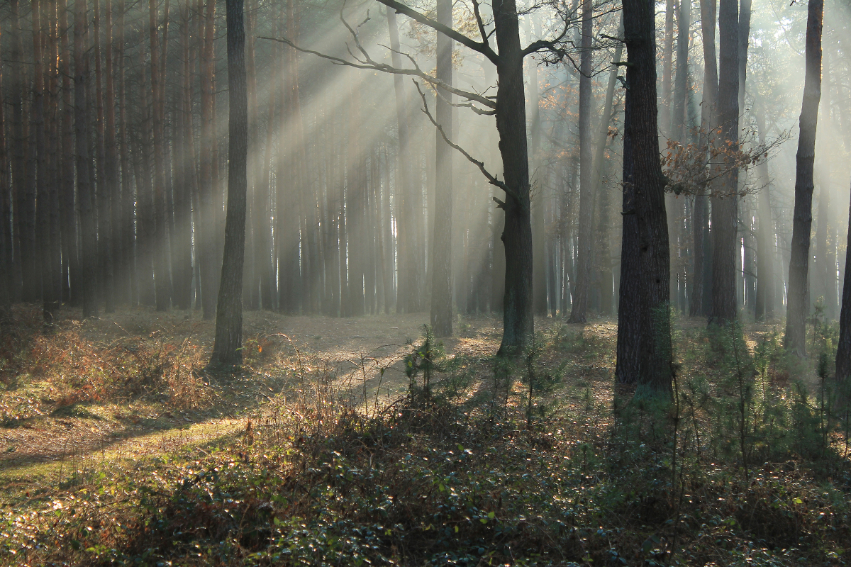 La forêt, élément clé des romans d’Antoine Choplin